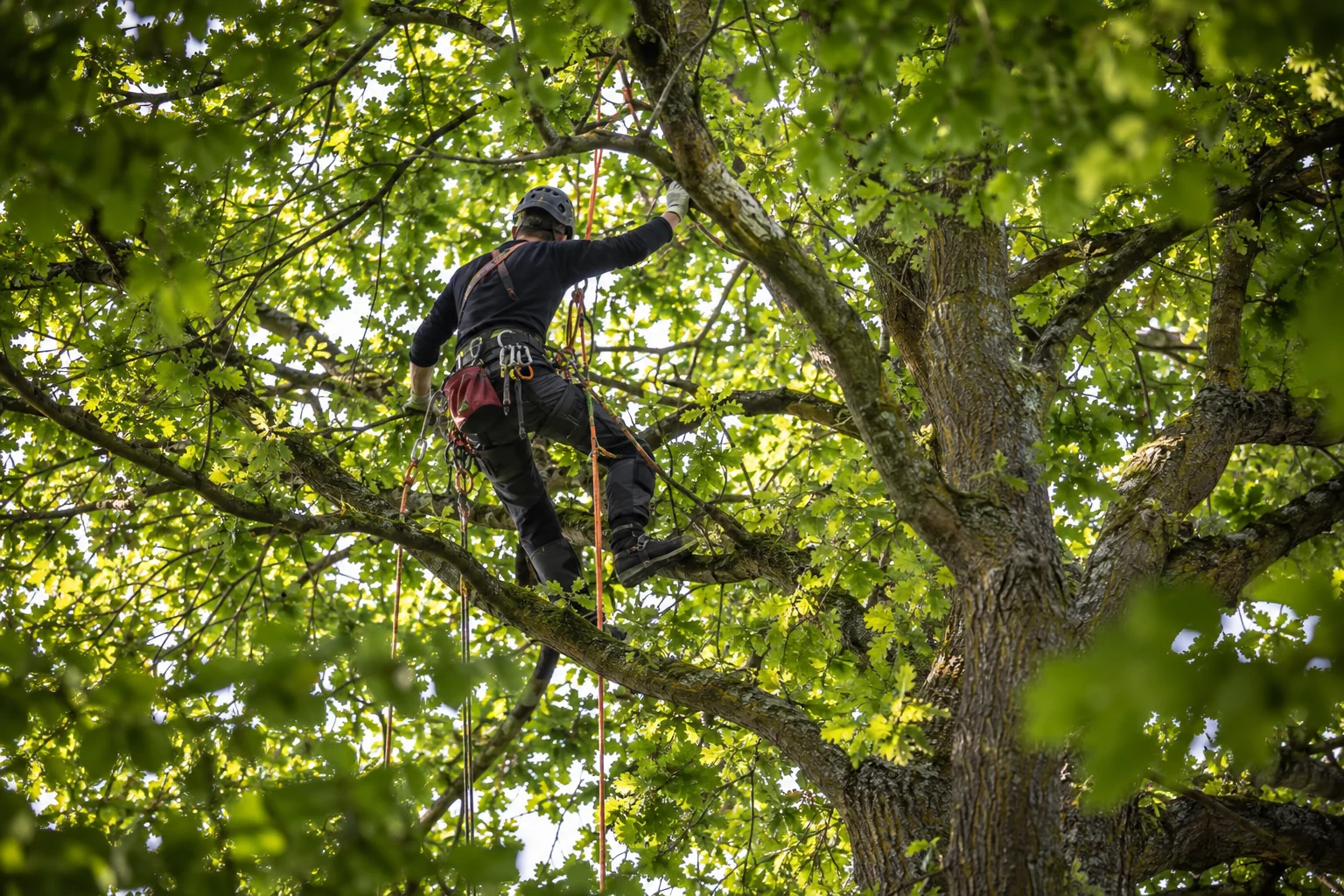 Symbolbild: ein gesicherter Baumpfleger bei der Arbeit in einer Baumkrone